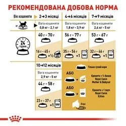 Royal Canin British Shorthair Kitten для кошенят, 400 г