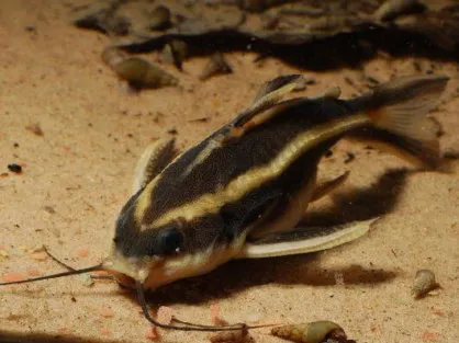 Платідорас M (Platydoras costatus)
