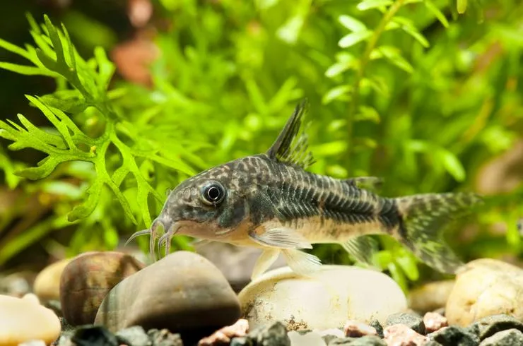 Корідорус крапчатий (лат. - Corydoras paleatus)