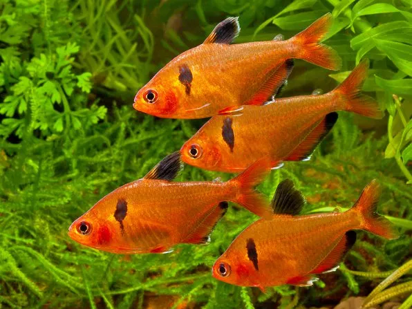 Мінор, (лат. - Hyphessobrycon callistus)