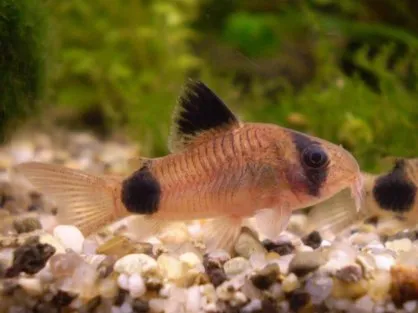 Корідорус панда (лат. - Corydoras paleatus)