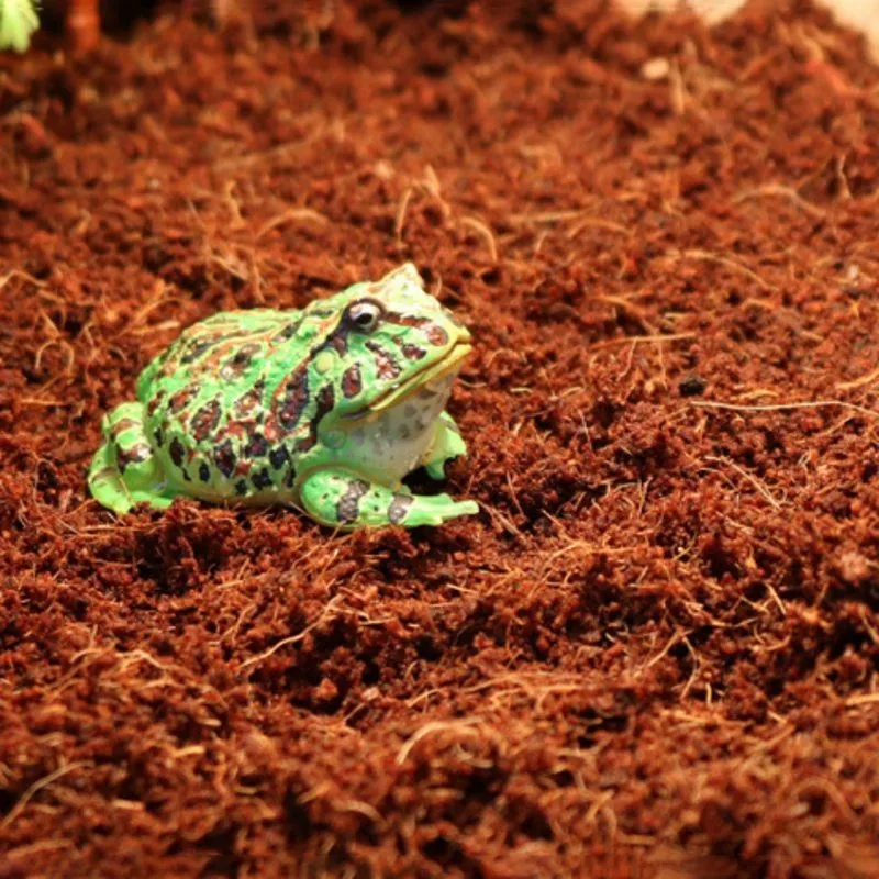 Субстрат тропічний Komodo Tropical Terrain 6л (U46015)