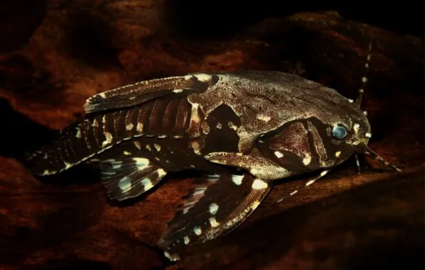 Агамікс зірчастий, агамікс білопятнистий (Agamyxis albomaculatus, agamyxis pectinifrons)