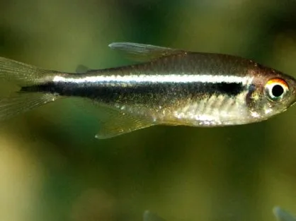 Неон чорний (лат. - Hyphessobrycon herbertaxelrodi) 