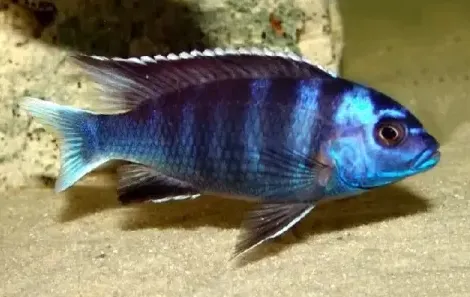 Псевдотрофеус Акі білохвостий, L (лат. - Pseudotropheus acei)