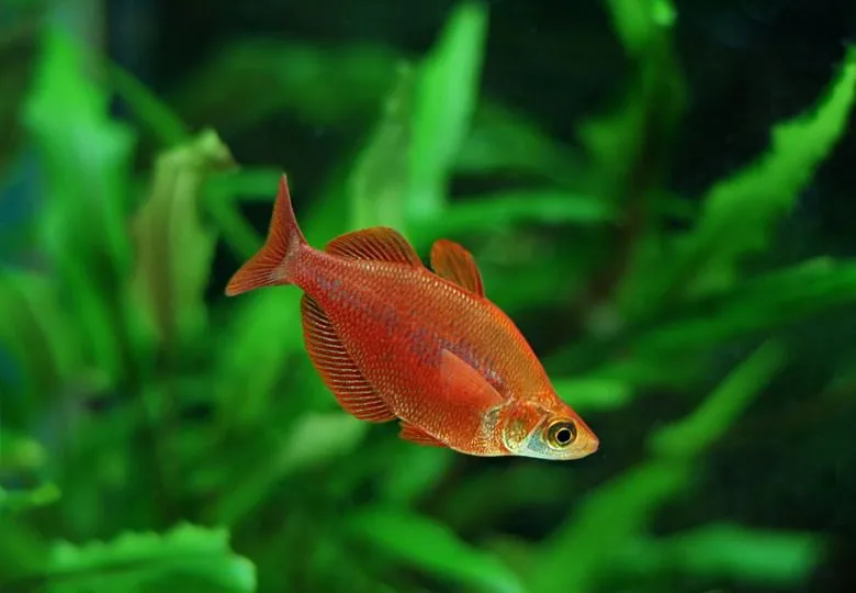 Атерина червона, (лат. - Glossolepis incisus)