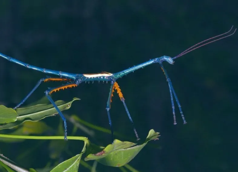Палочники, L (лат. - Phasmatodea)