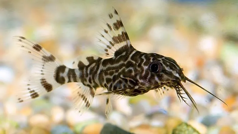 Синодонтіс еуптерус M (Synodontis eupterus)