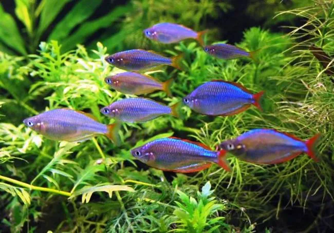 Меланотенія Неонова (Melanotaenia praecox)