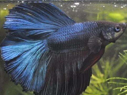 Пітушки, асс. XL. коронохвостий, супердельта (лат. Betta)