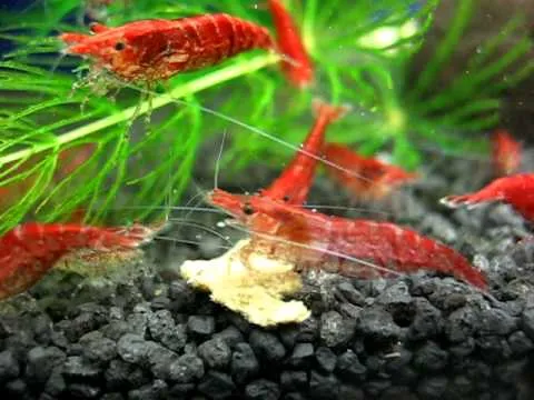 Креветка неокардіна Черрі (лат. - Neocaridina Heteropoda)