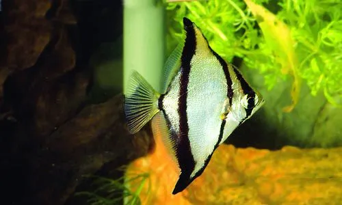 Монодактіл сібає (лат. - Monodactylus Sebae)