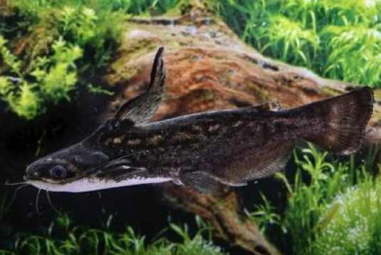 Сом Фішера, S (лат. - Trachelyopterus Fisheri)
