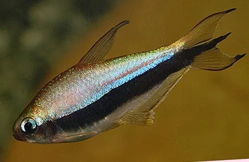 Тетра керрі (лат. - Inpaichthys kerri)