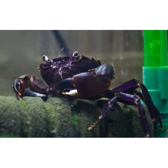 Краб Матано (лат. - Syntripsa matannensis Purple Matano)
