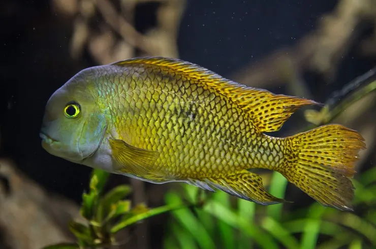 Цихлозома Нікарагуанська, M ( лат . - Hypsophrys nicaraguensis)