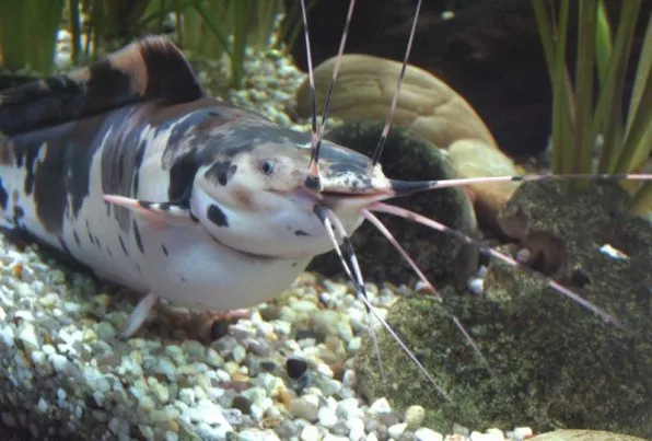 Кларіус пятнистий (Clarias batrachus)
