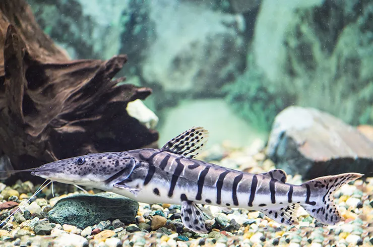 Платистома тигрова (лат. - Pseudoplatystoma fasciatum)