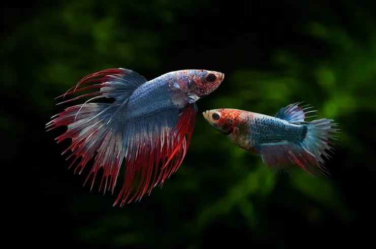 Пітушки, асс. S. (лат. Betta)