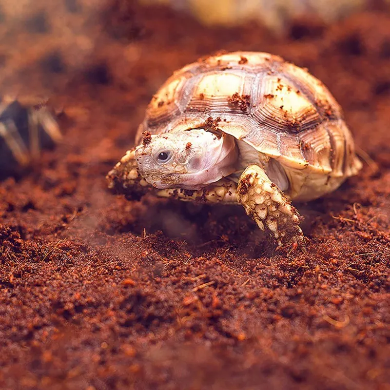 Субстрат тропічний Komodo Tropical Terrain 6л (U46015)