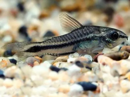 Корідорус пигмей (лат. - Corydoras septentrionalis)