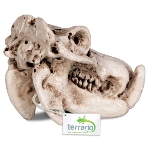 Декорація череп бегемота Terrario Hippo Skull 5*3*3см TR533