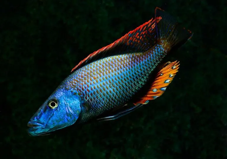 Димідиохроміс компрецисепс (Dimidiochromis compressiceps)