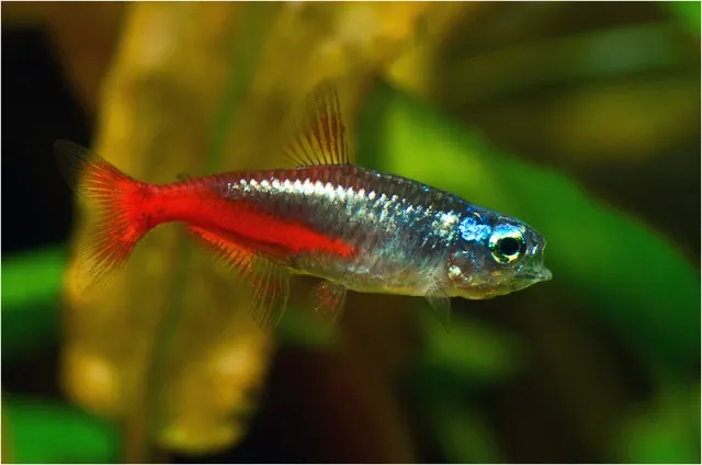 Неон діамантовий (Paracheirodon simulans)