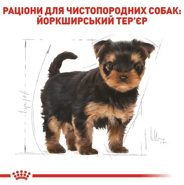 Royal Canin, Yorkshire Terrier Puppy 0.5кг