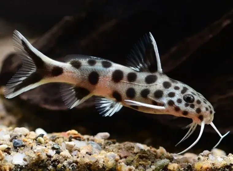 Сінудонтіс Петрикола, S. (лат. - Synodontis petricola)