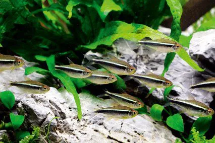 Неон чорний (лат. - Hyphessobrycon herbertaxelrodi) 