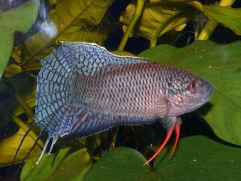 Макропод чорний, XL (лат. - Macropodus spechti)