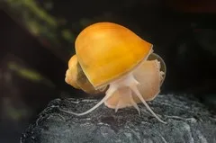 Ампулярія ХL (лат. - Pomacea bridgesii)