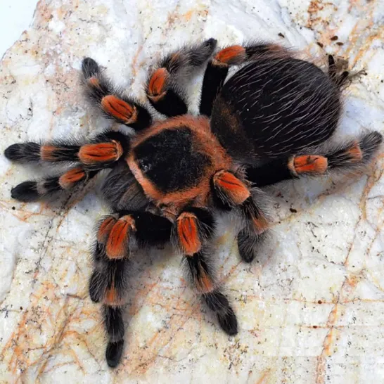 Паук Брахіпельма Мексиканський червоноколінний, дор. (лат. - Brachypelma hamorii(smithi) ) - фото 4, характеристики, купити в «Живий Куток»
