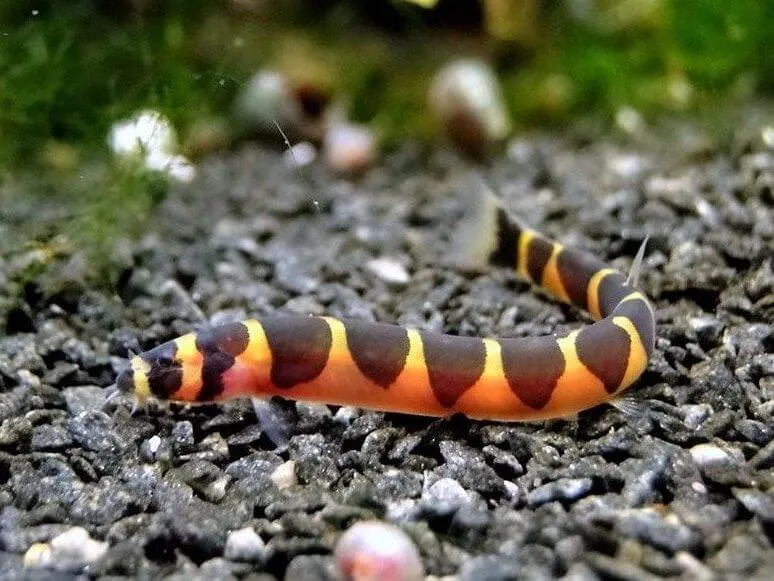Акантофтальмус Кюля (Acanthophthalmus Kuhlii)