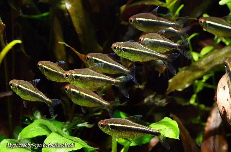 Неон чорний (лат. - Hyphessobrycon herbertaxelrodi) 