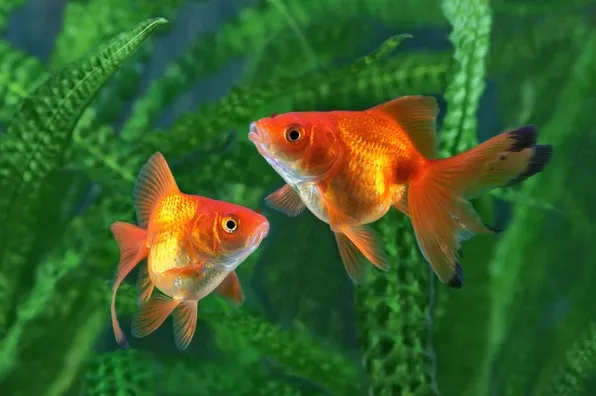 Золота рибка, асс, XL. (лат. - Carassius auratus)