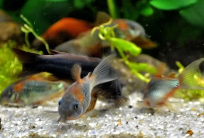 Корідорус Венесуэла Оранж (лат. - Corydoras aeneus Venezuela Orange)
