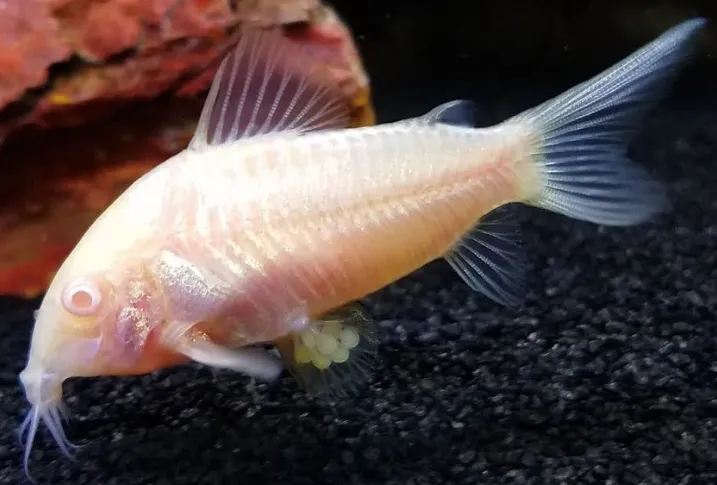Корідорус Золотий альбінос (лат. - Corydoras aeneus)