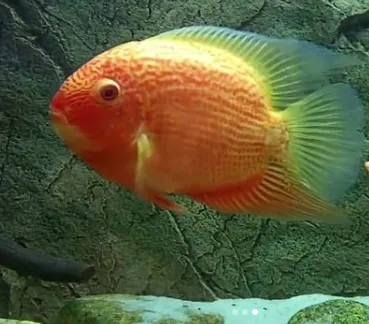 Цихлозома Северум "Червона Перлина", L (лат. - Heros severum var. "Red Perl")