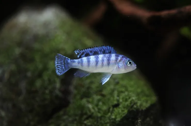 Псевдотрофеус Ломбардо, S (лат. - Pseudotropheus lombardoi)
