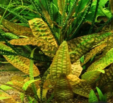 Криптокорина Худоро, M (лат. - Cryptocoryne Hudoroi)