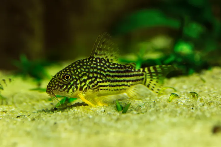 Корідорус Штерба (лат. - Corydoras Sterbai)