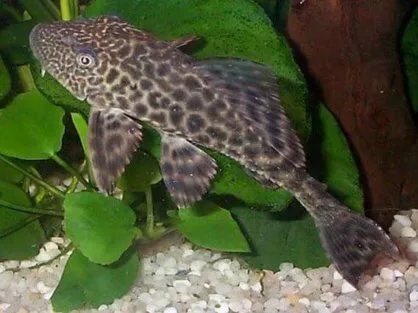 Плекостомус (лат. - Hypostomus plecostomus)