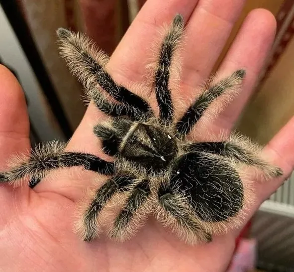 Павук Брахипельма альбопилозум, L (лат. - Brachypelma albopilosum)