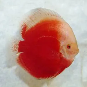 Дискус "Red White''