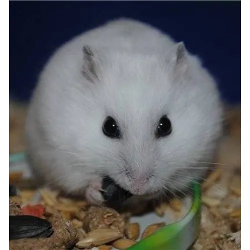 Хом'як джунгарський