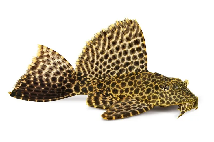 Птеригопліхт парчевий, XL (лат. - Pterygoplichthys gibbiceps)