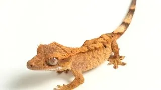 Геккон Війчастий бананоїд (лат. - Gekko Bananoid)