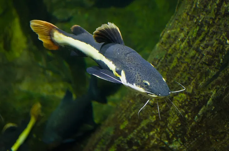 Оринокский Сом (лат. - Phractocephalus hemiliopterus)